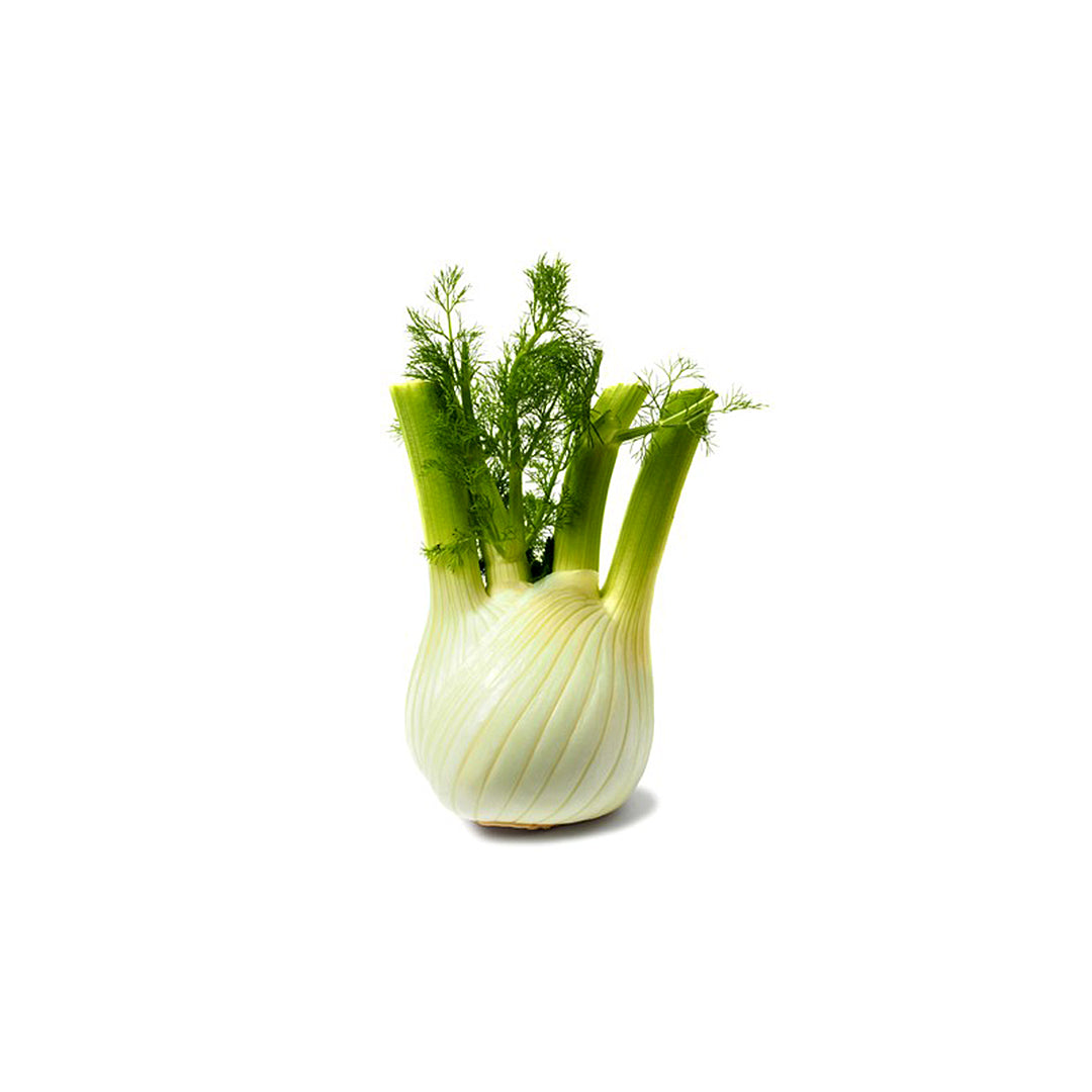 Fennel Bulb