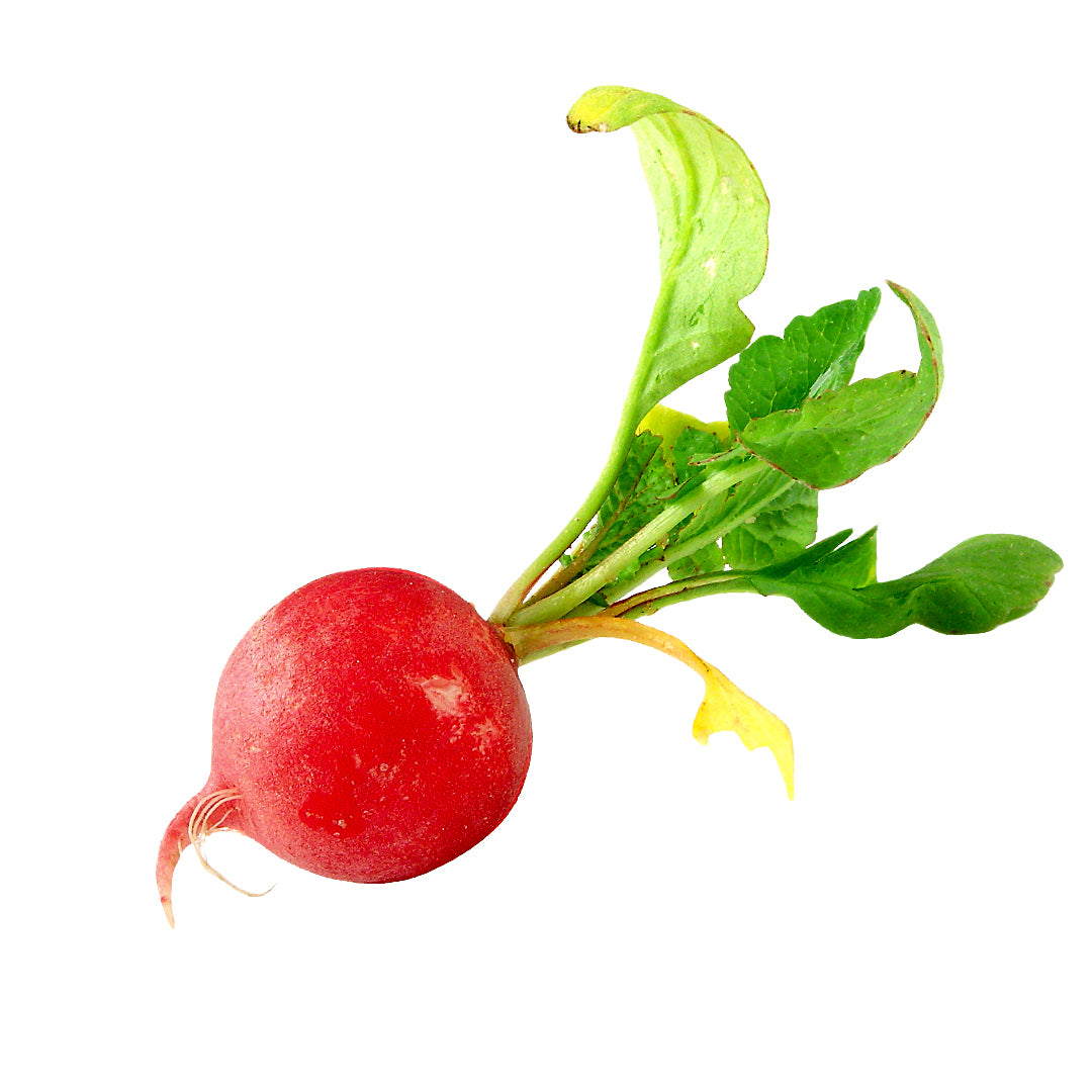 Radish