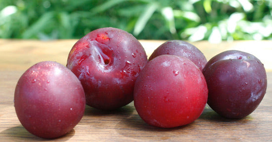 Plum Ruby star Large x 4