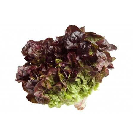 Oak Leaf Salad Leaf