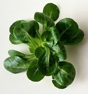 Lambs Lettuce Punnet