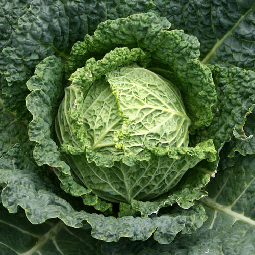 Cabbage Savoy