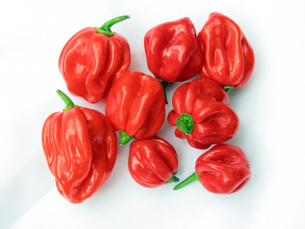 Scotch Bonnet Chillies 100g