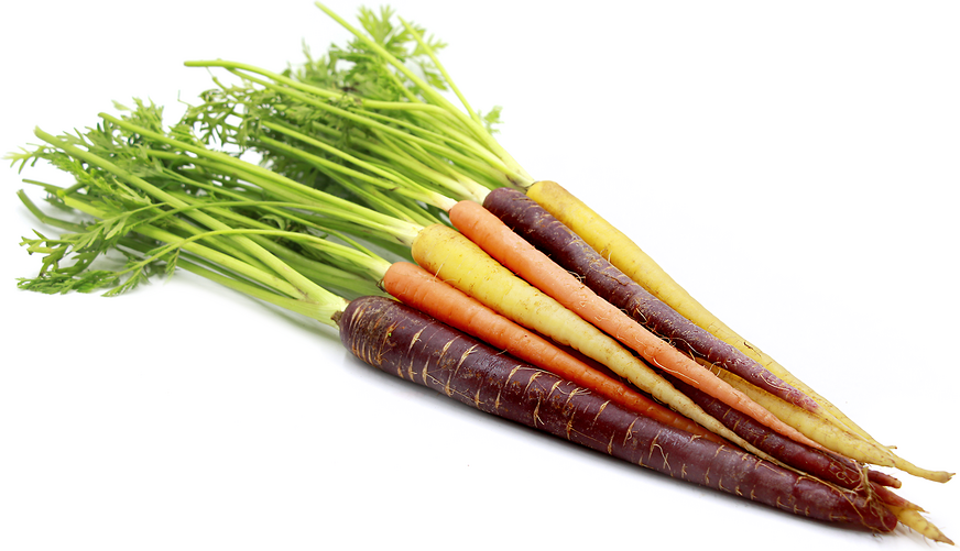 Rainbow Carrot bunch