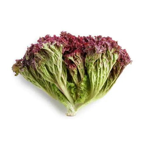 Lollo Rosso Salad leaf