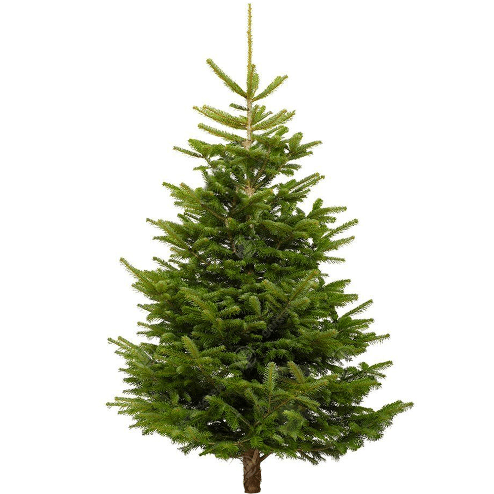 Christmas Tree - Nordmann Fresh cut